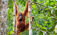 Borneo Orangutan at the Semenggoh Nature Reserve, Sepilok