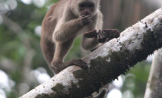 Capuchin monkey, Amazon Jungle, Ecuador