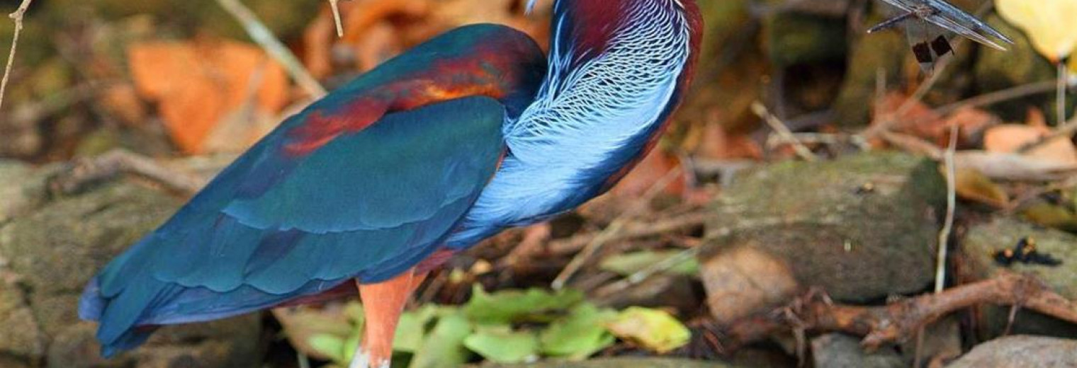 Birdlife, Pousada Rio Mutum, Pantanal, Brazil