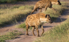 Hyena, Masai Mara, Kenya