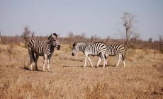 Zebra, Kruger National Park, South Africa