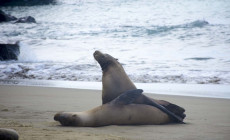 Sea lions at Punta Pitt, Galapagos Islands