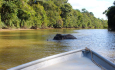 Boat journey, Kinabatangan River