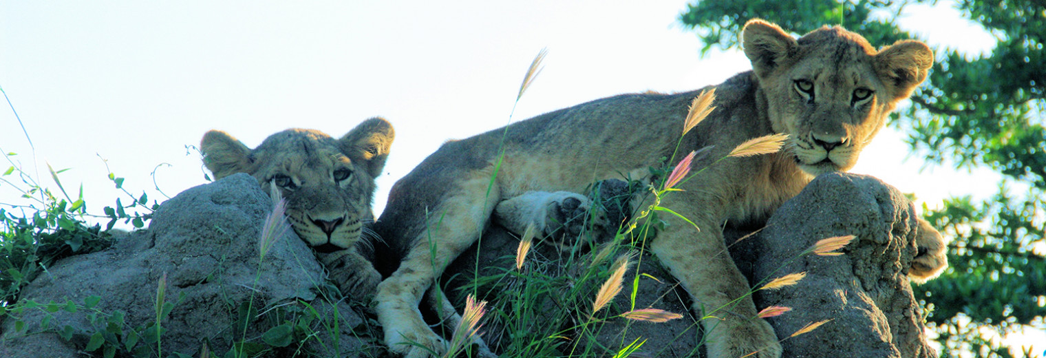 Lion cubs, Kruger, South Africa