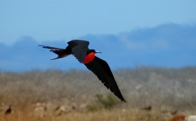 Galapagos Wildlife, Ecuador