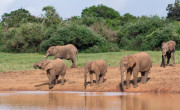 Elephants, The Ark, Kenya