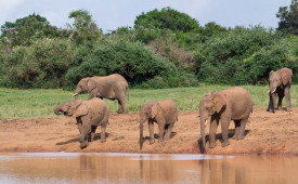 Elephants, The Ark, Kenya