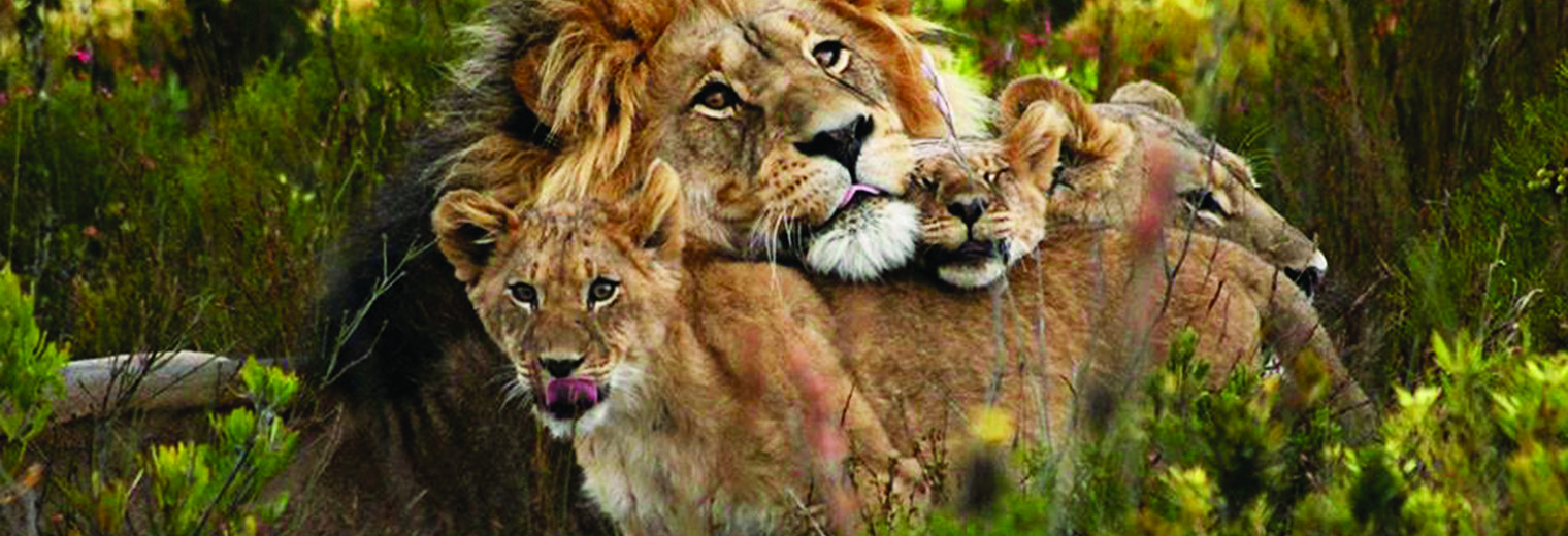 Lions, Gondwana Game Reserve, South Africa