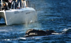 Whale watching, Hermanus, South Africa