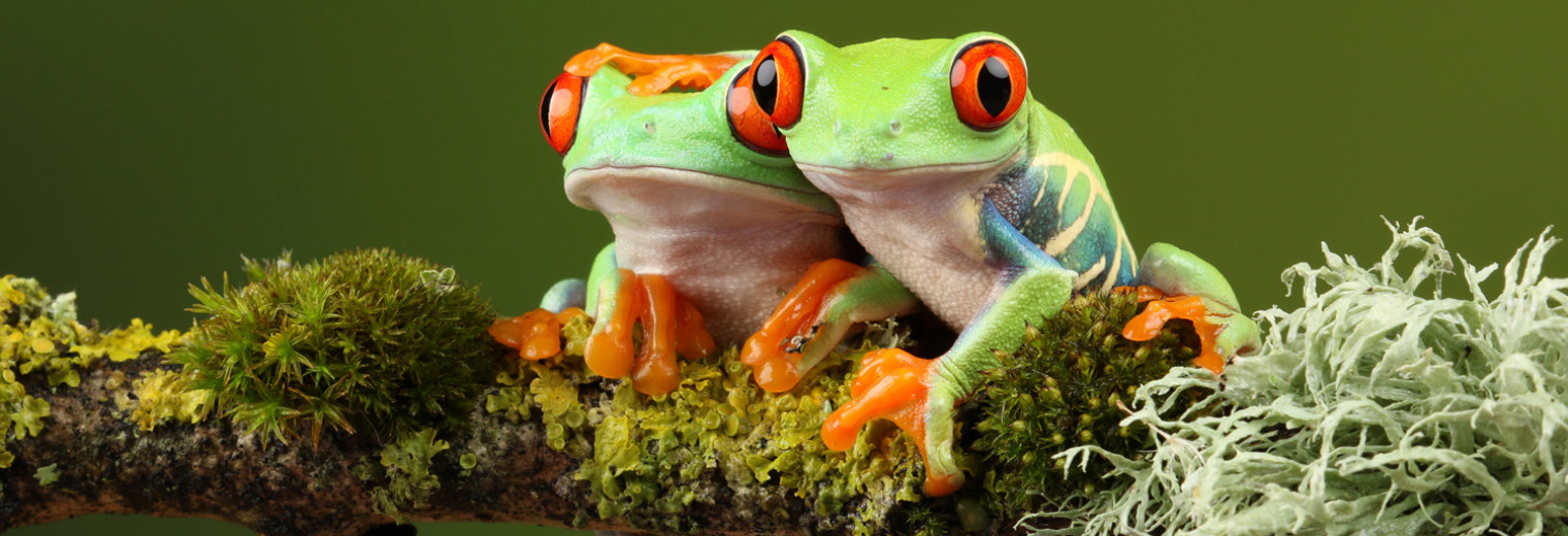 Red Eyed Tree Frog, Costa Rica