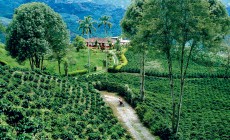 Coffee Region, Colombia 1207