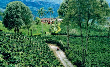 Coffee Region, Colombia 1207