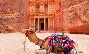 Camel, Petra