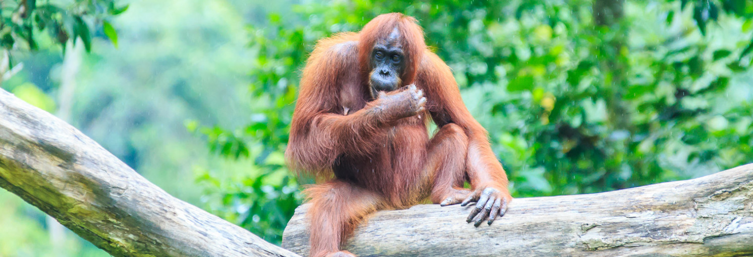 Orangutan, Borneo