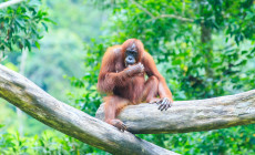Orangutan, Borneo