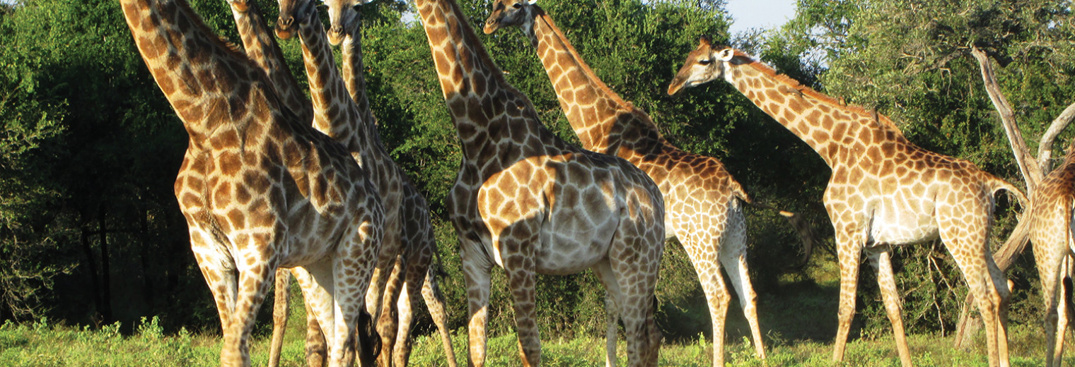 Giraffe, Kruger National Park, South Africa