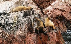 Sea Lions, Ballestas Islands, Pacific Coast, Peru