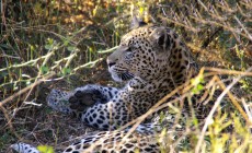 Leopard, Kruger, South Africa