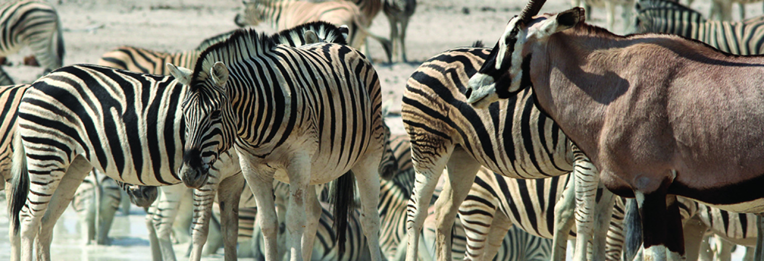 Zebra, Etosha, Namibia