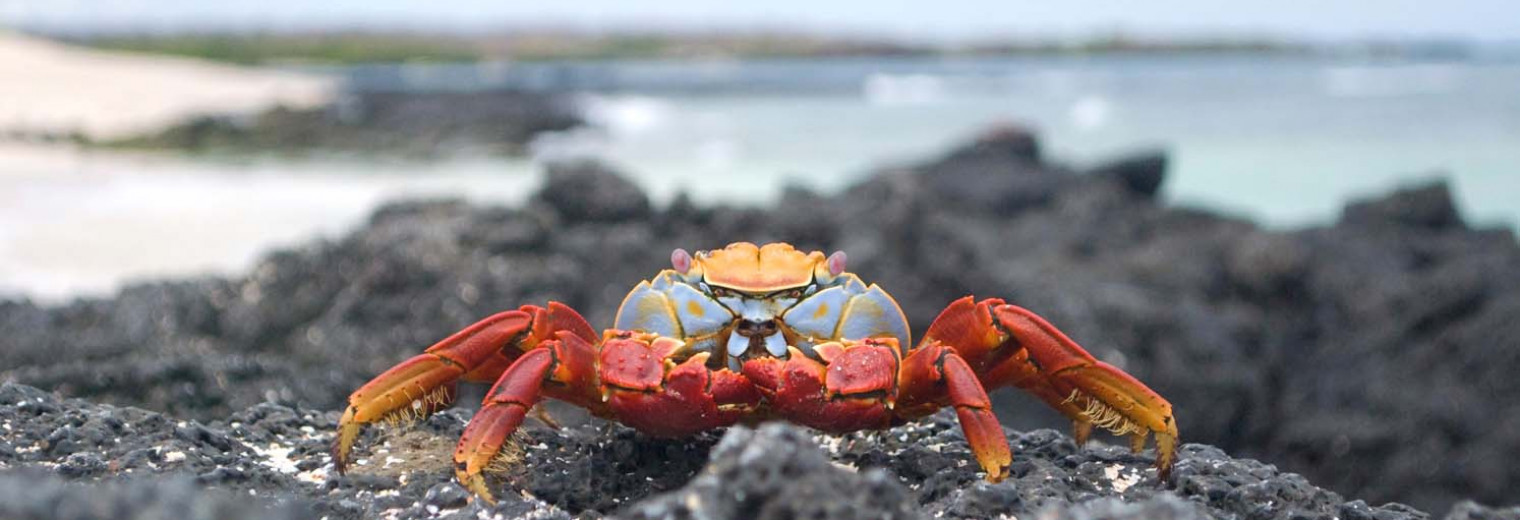 Sally lightfoot crab, Galapagos Islands