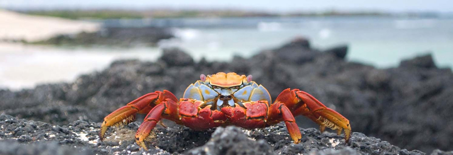 Sally lightfoot crab, Galapagos Islands