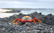 Sally lightfoot crab, Galapagos Islands
