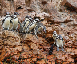 Penguins, Ballestas Islands 