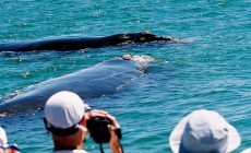 Whale watching, Hermanus, South Africa