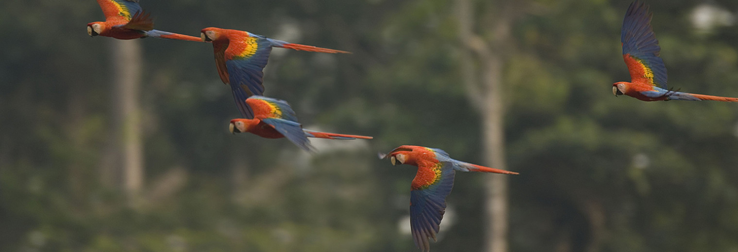 Flying Macaws, Amazon Jungle