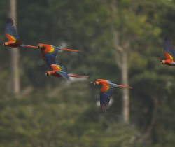 Flying Macaws, Amazon Jungle