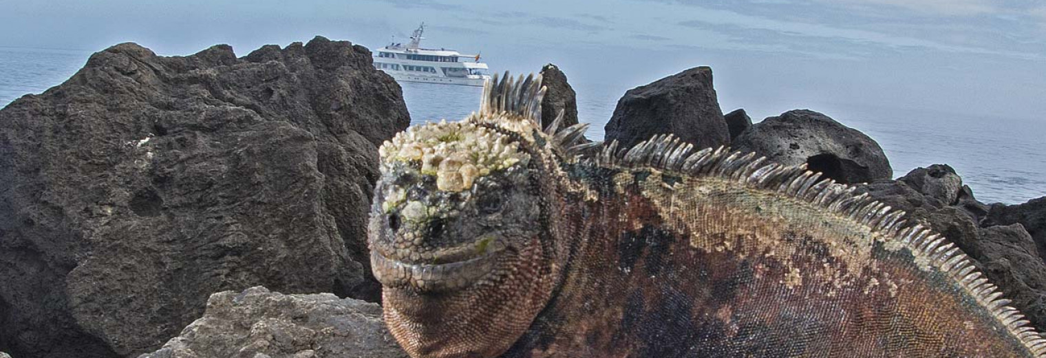 Marine iguana, Floreana, Galapagos Islands