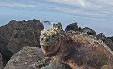 Marine iguana, Floreana, Galapagos Islands