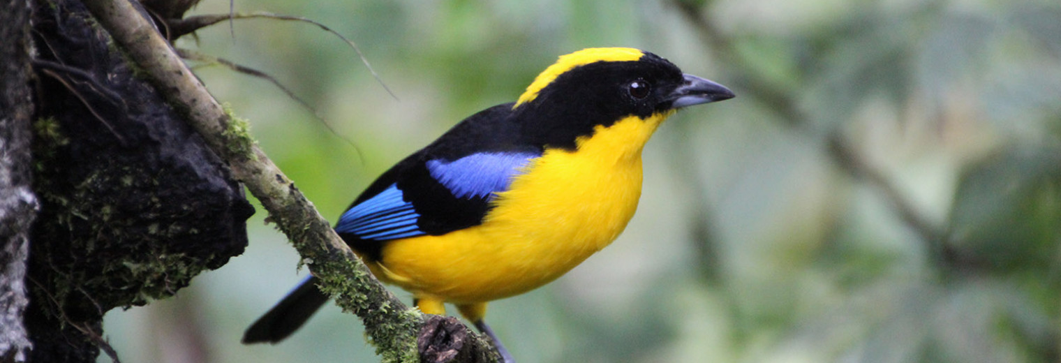 Blue Winged Tanager, Bellavista Cloud Forest, Ecuador