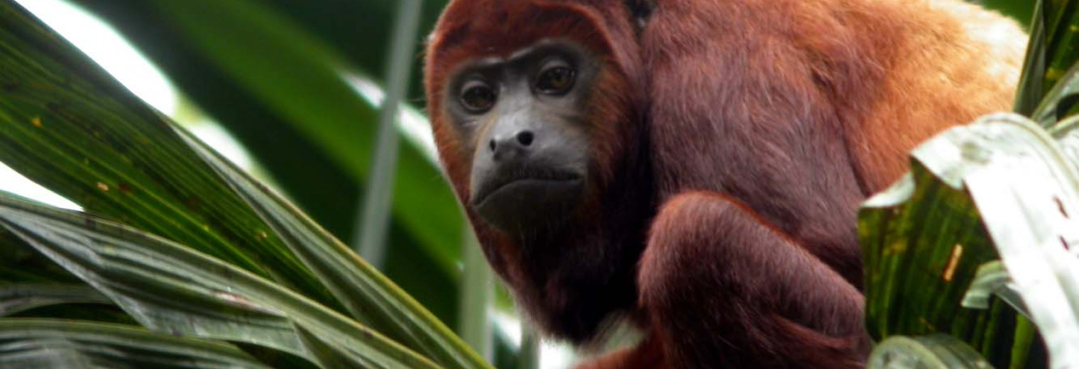 Howler monkey, Amazon, Ecuador