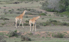 Giraffes, Gondwana Game Reserve, South Africa