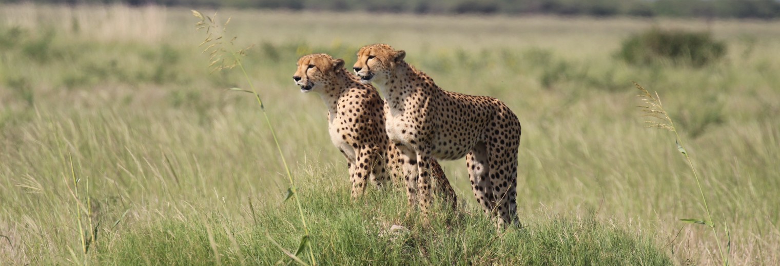 Cheetah, Savuti, Botswana