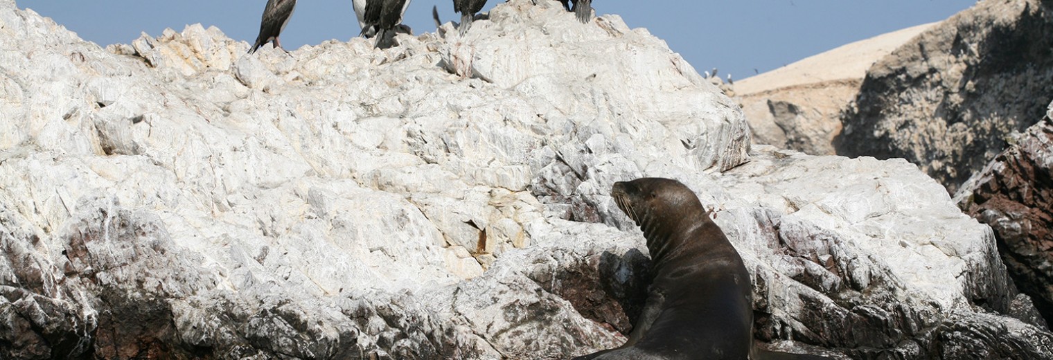 Sea lion, Ballestas Islands, Peru