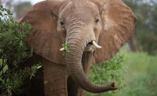 Elephant, Aberdare National Park, Kenya