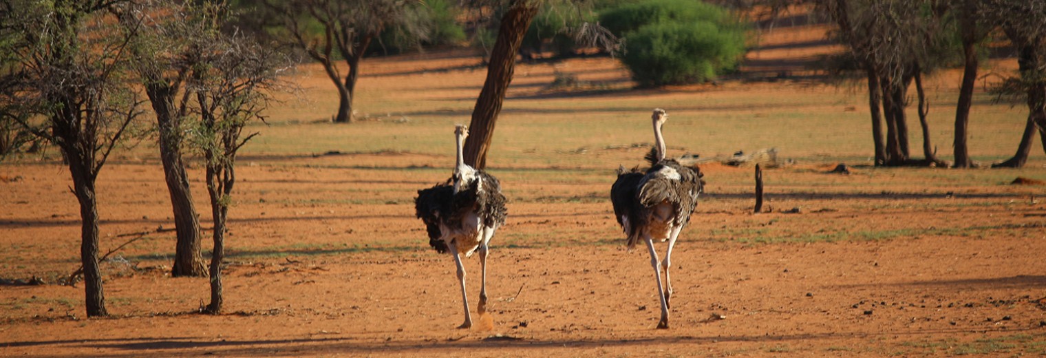 Ostrich, Kalahari, Namibia