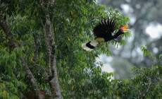 Rhinoceros Hornbill, Borneo