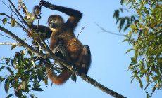 Spider Monkey, Tortuguero, Costa Rica