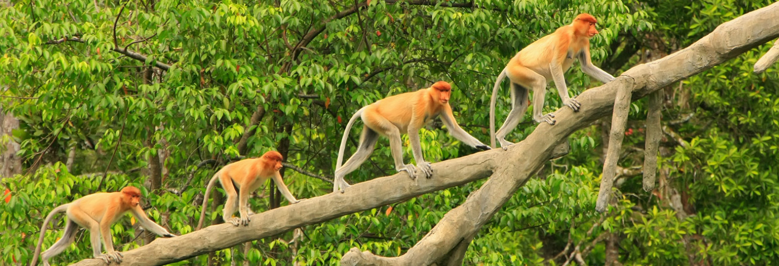 Proboscis Monkeys, Borneo