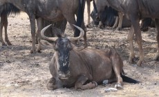 Wildebeest, Etosha, Namibia