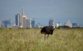 Ostrich, Nairobi National Park, Kenya