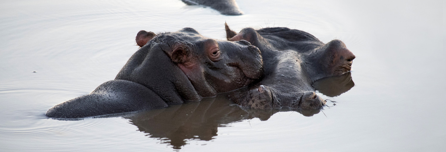 Hippopotamuses, Gondwana Game Reserve, South Africa