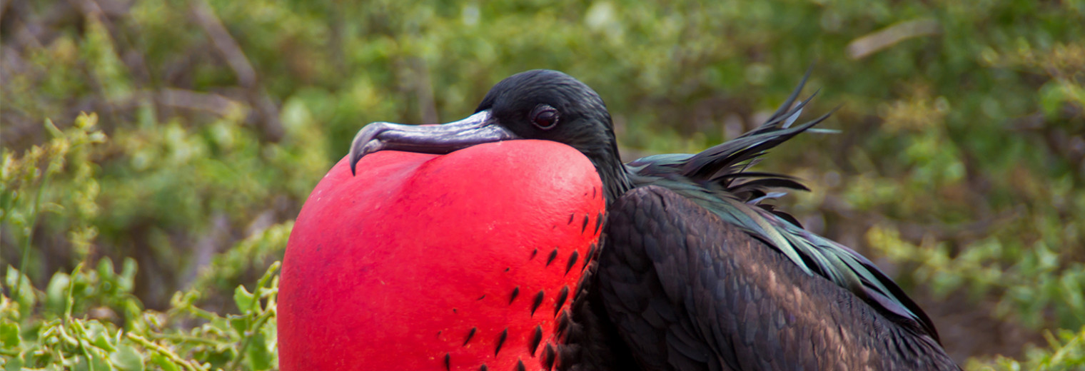 Frigate bird, Galapagos Islands