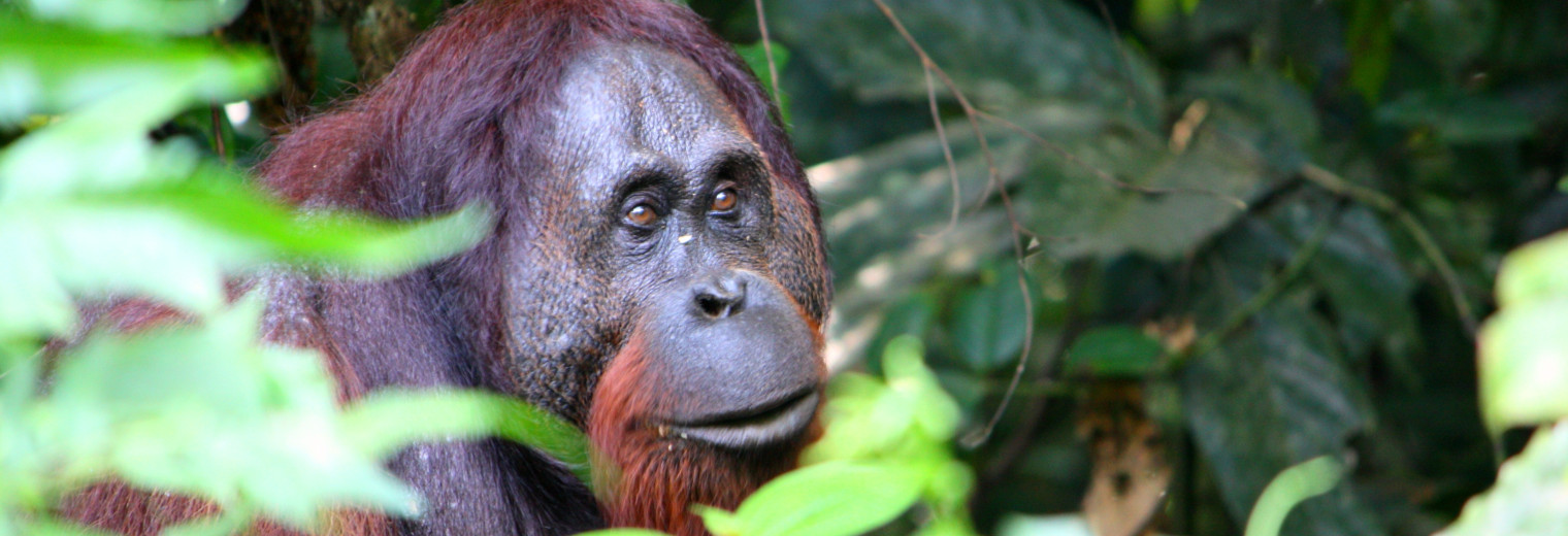 Male Orangutan, Danum Valley, Borneo