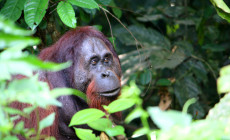 Male Orangutan, Danum Valley, Borneo
