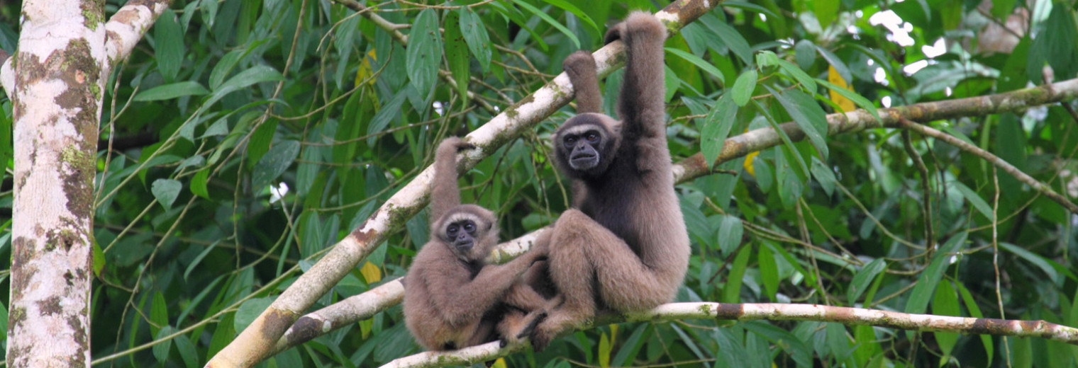 Gibbons, Borneo