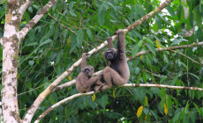 Gibbons, Borneo